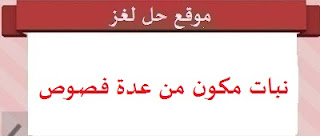 نبات مكون من عدة فصوص رائحته قوية نبات مكون من عدة فصوص رائحته قوية