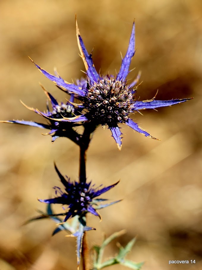 PLANTAS E FLORES-ERYNGIUM DILATANUM