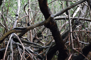 USA 2017 - Florida Holiday: Alligators and Mangroves
