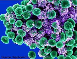 Staphylococcus spp