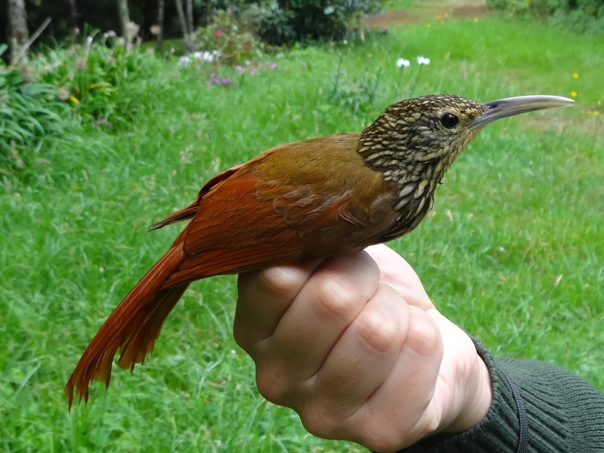 Teifi Ringing Group Costa Rica Highland birds