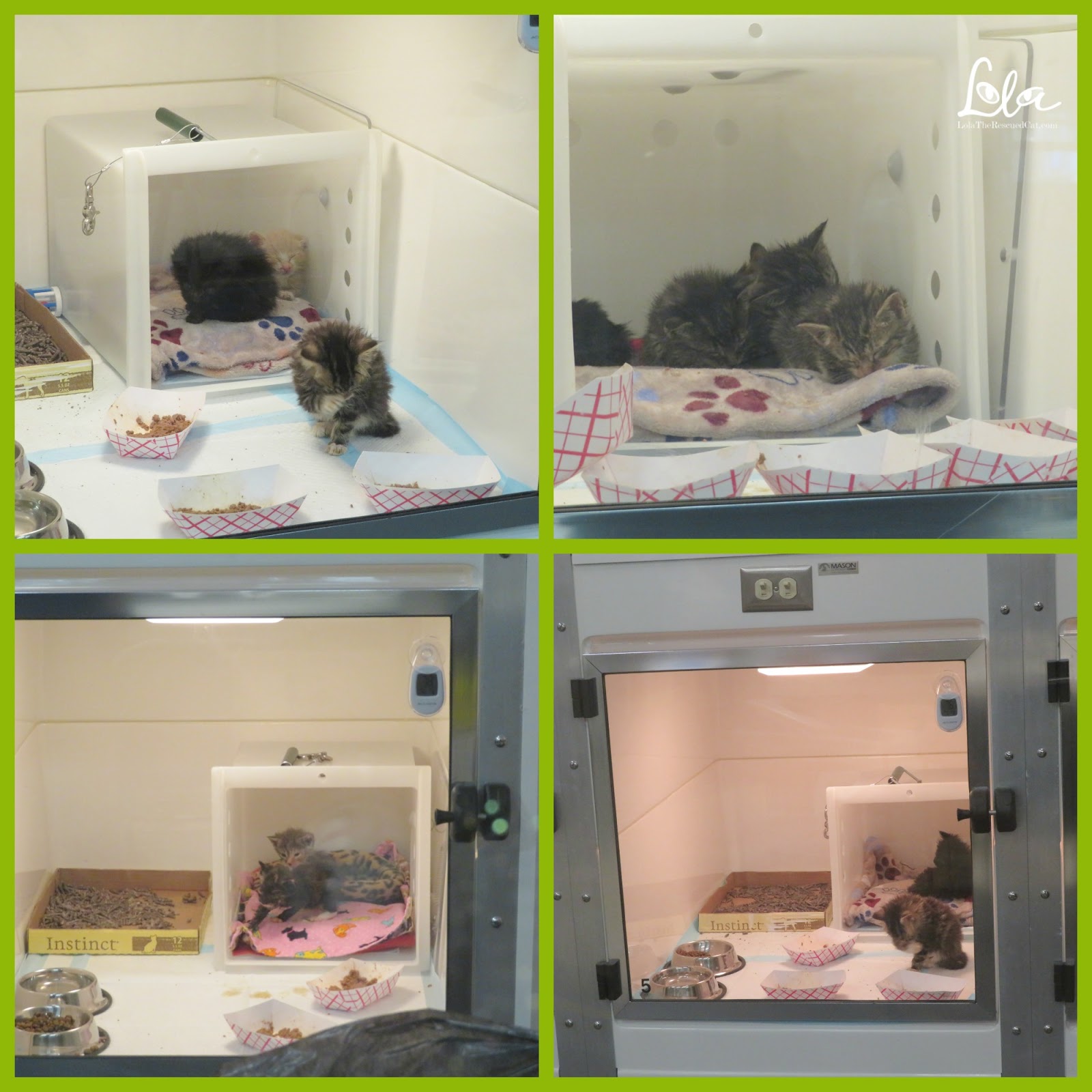 A Behind the Scenes Peek at Best Friends' NYC Pet Adoption Center