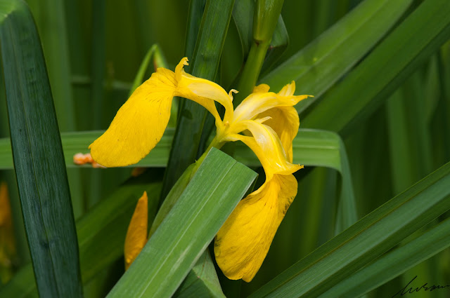 LuSon Sky * 無聲有聲: 鳶尾花 (Iris)