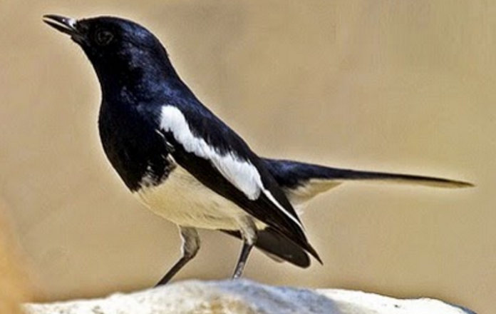 Jenis-Jenis Burung Kacer Yang Ada Di Indonesia