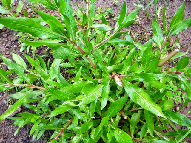 Neera Mulliya plant Marsh Barbel