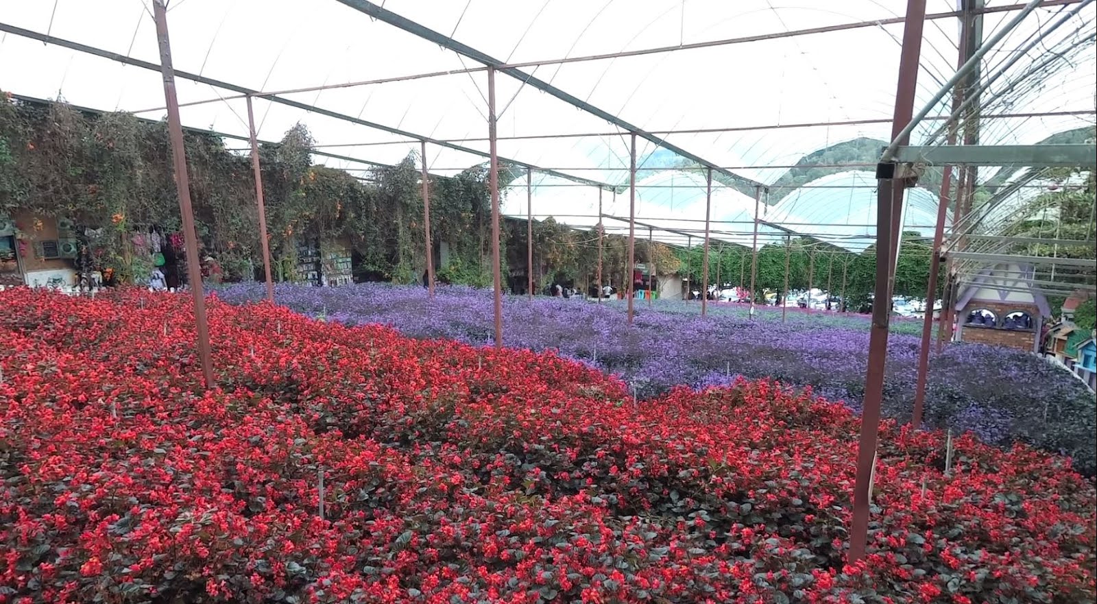 [Coldest place in Malaysia}Cameron Highland, Malaysia Top Things to do