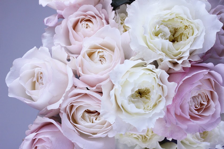 Pink And White Roses Pink And White Roses