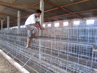 PETERNAK AYAM PETELUR, KANDANG AYAM PETELUR, ANWAR PETERNAK AYAM PETELUR kandang kawat, kandang ayam petelur, kandang batre, kandang besi, kandang ayam
