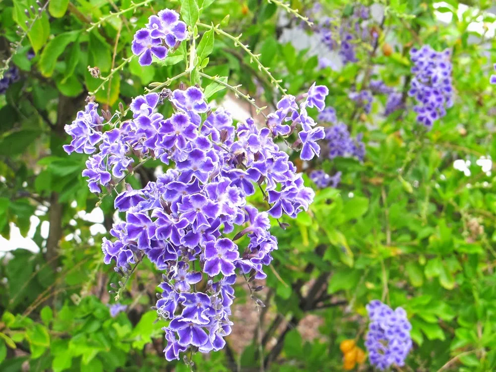 Purple flowers in Tenerife