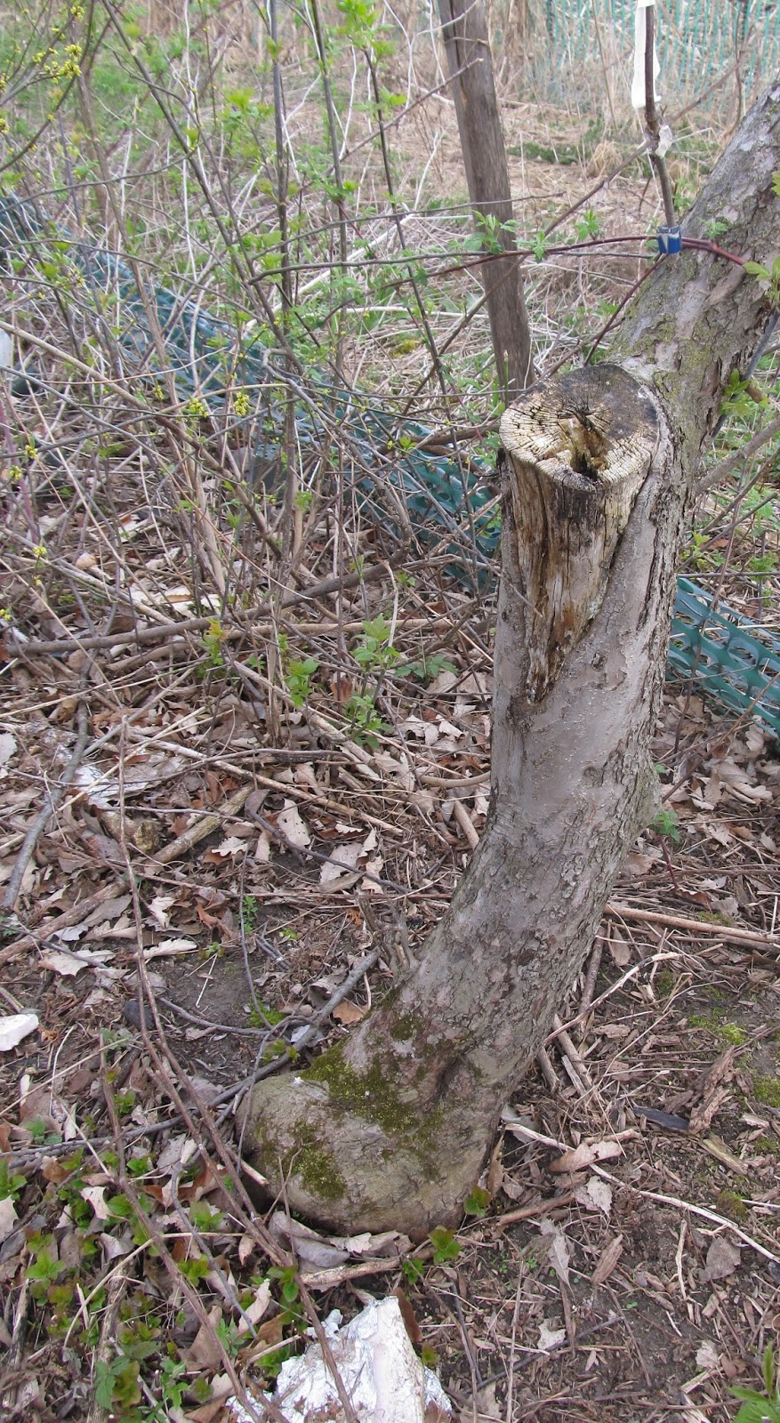Eaton Rapids Joe Assessing wood rot resistance in genus "Malus" (apple)