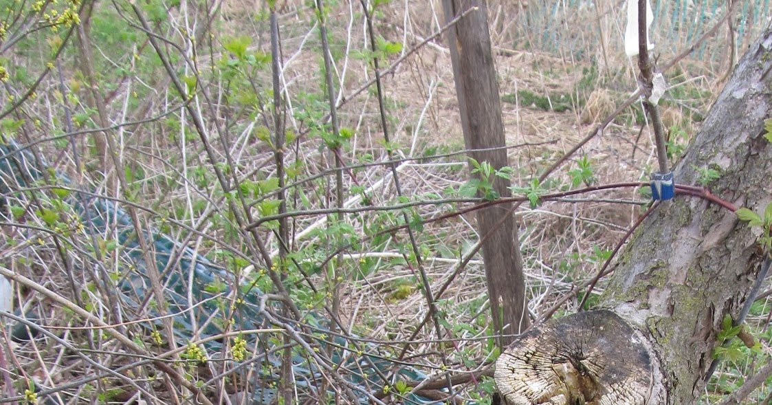 Eaton Rapids Joe Assessing wood rot resistance in genus "Malus" (apple)