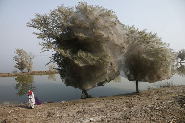 pakistan-floods-drive-spiders-into-trees-adult+araignee+arbre.jpg pakistan-floods-drive-spiders-into-trees-adult+araignee+arbre.jpg