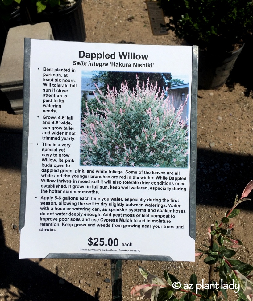 Talking To Plants Pruning The Overgrown Dappled Willow