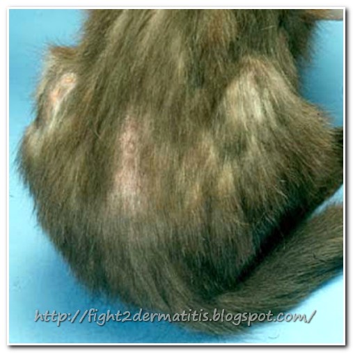 Dermatitis Treatment for Cats Let us Fight To DERMATITIS