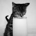 Στη γατούλα αρέσει το γάλα!....