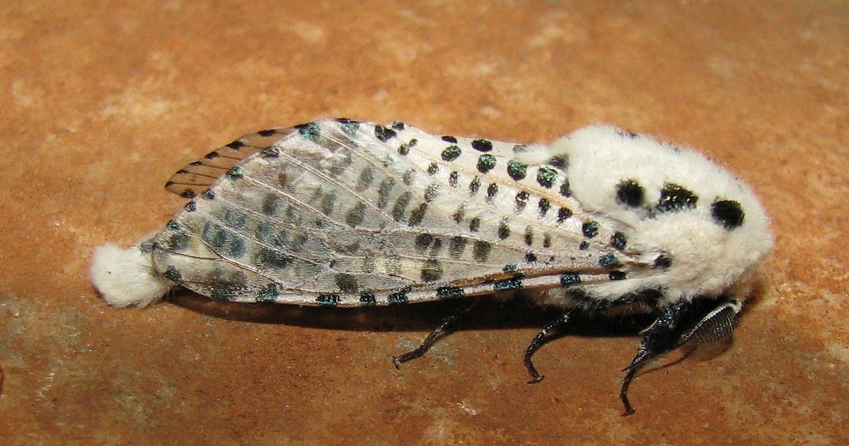 LEPIDOPTERA By Ed Zeuzera pyrina