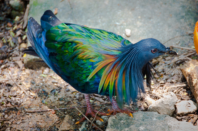 Natureza e Vida: UMA AVE COM PENAS DE CORES METÁLICAS CHAMADO ...