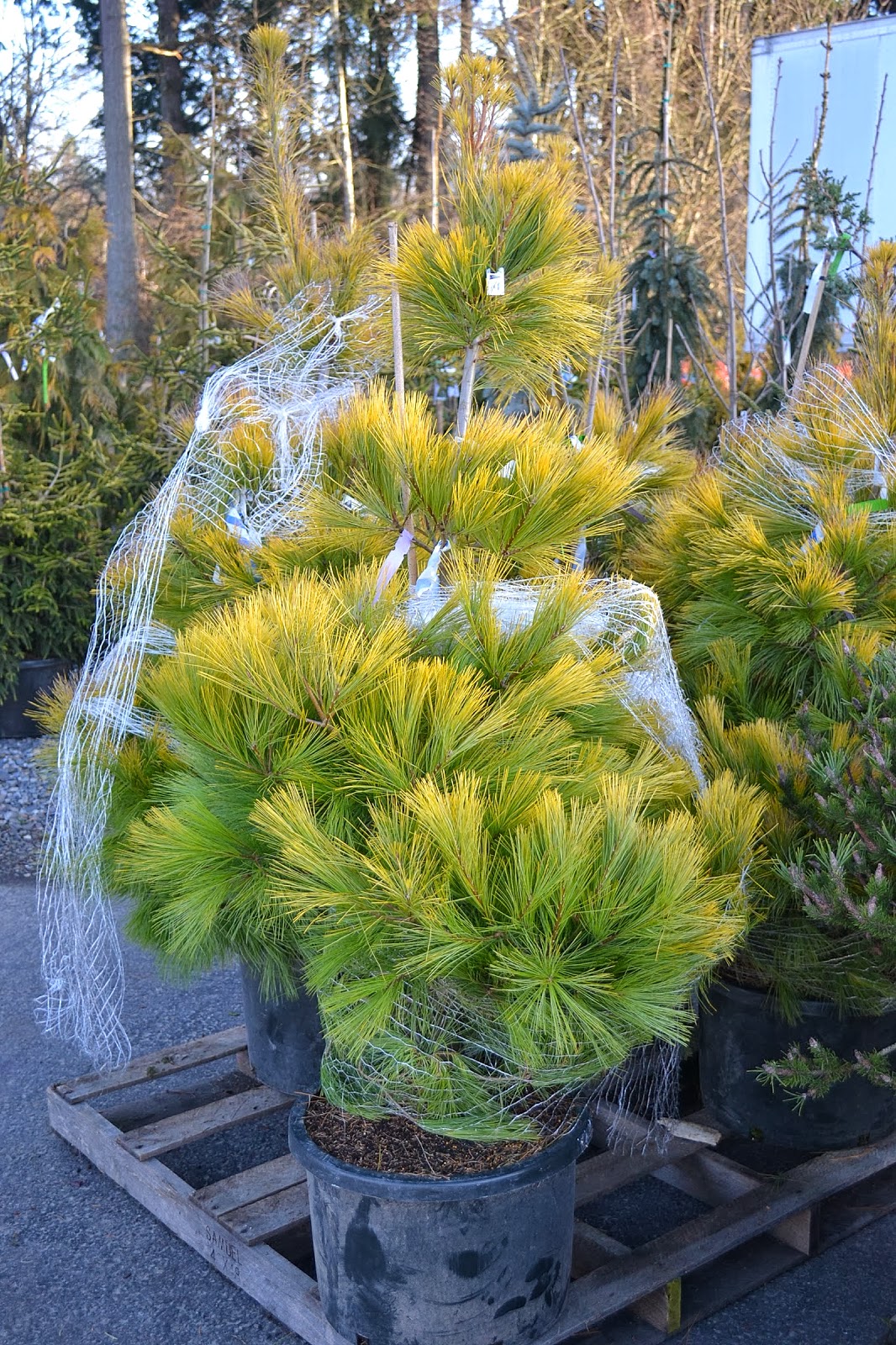 The Outlaw Gardener: A Typical Winter Saturday; Visiting Bark and