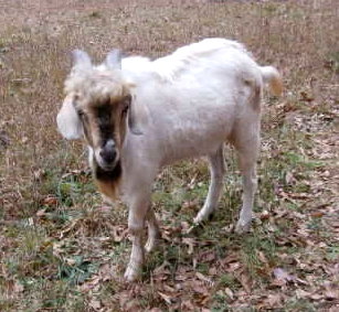 5 Acres & A Dream: How To Make A Buck Rag