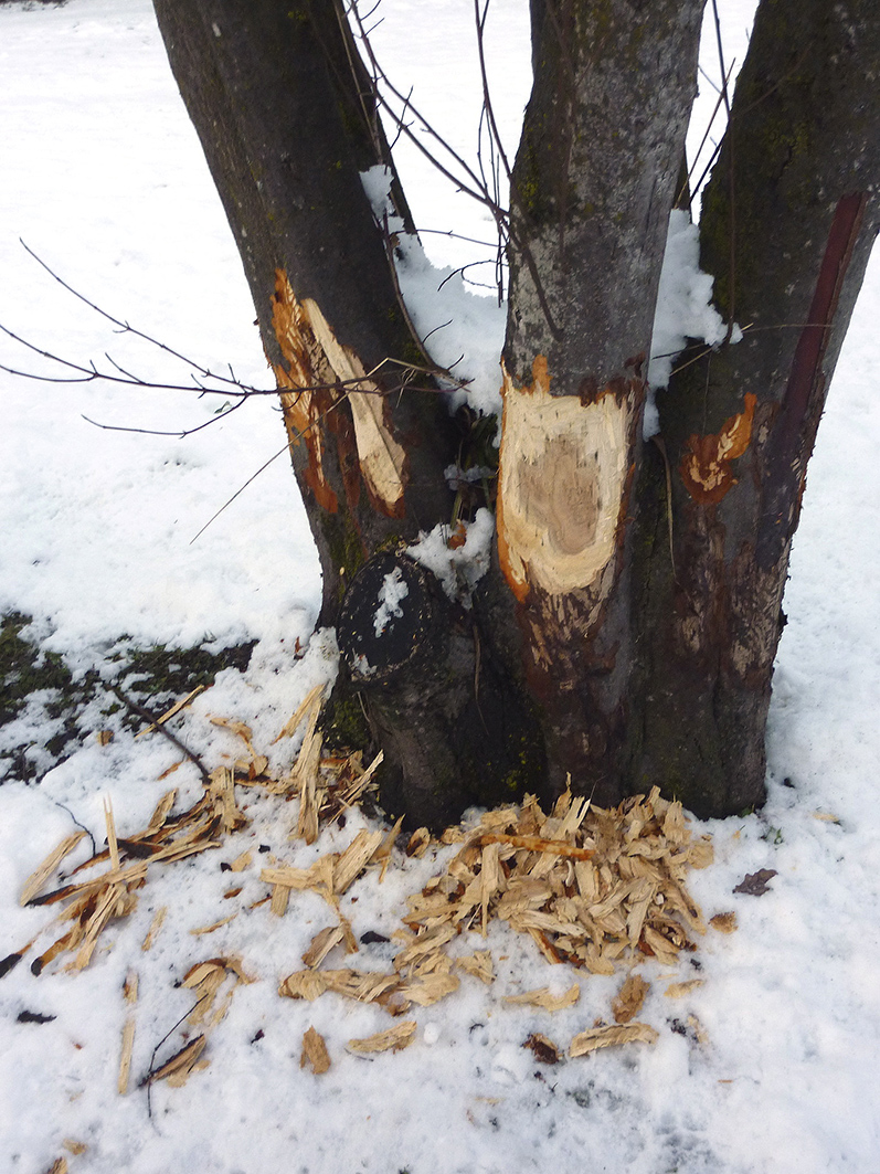 Unser Besuch Im Alpenpark Resort In Seefeld In Tirol Mit