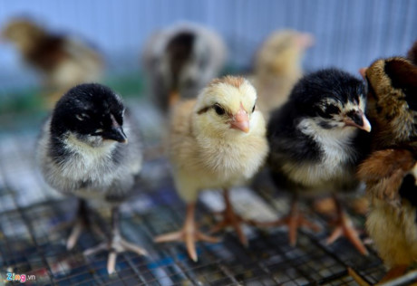 Chum anh: Trai ga vay rong o Sai Gon duoc dan choi san lung - Anh 11