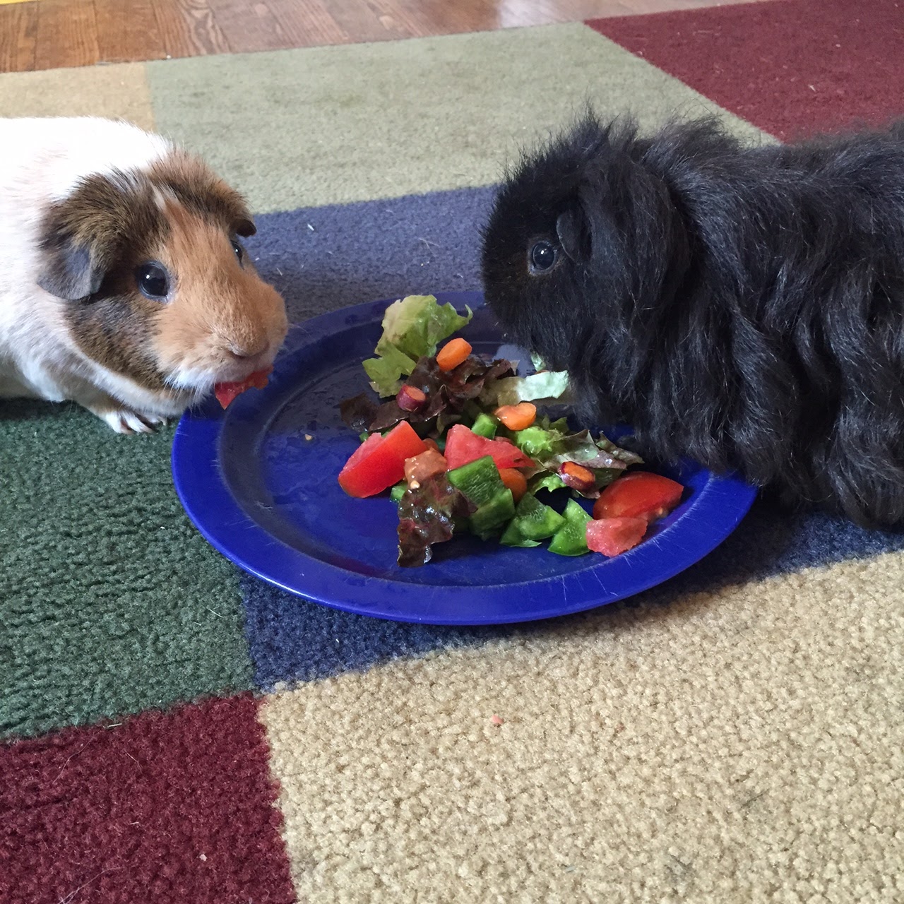 Cavy Savvy A Guinea Pig Blog Antibiotics and the Guinea Pig Microbiome