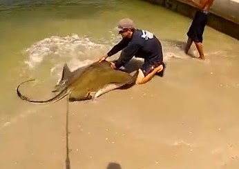 International Fishing News: FLORIDA: a 200 lb stingray caught from the ...