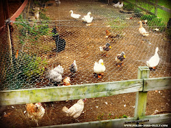 boredom chicken chickens busters winter eggs fresh daily run enlarge wire fence hawks protect