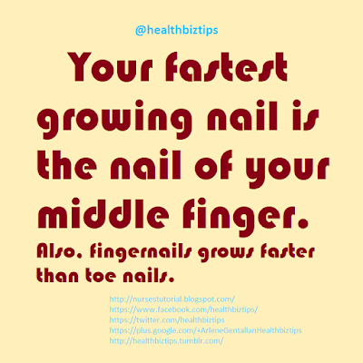 Your fastest growing nail is the nail of your middle finger. Also, fingernails grows faster than toe nails.