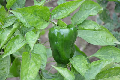 manfaat-paprika-hijau-bagi-kesehatan,www.healthnote25.com