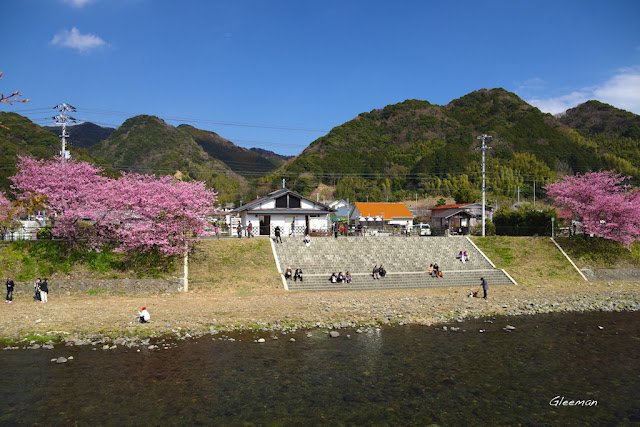 伊豆・河津櫻祭，