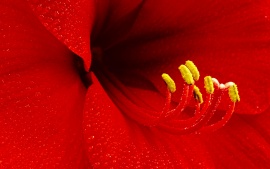 WALLPAPERS HD: Amaryllis Flower