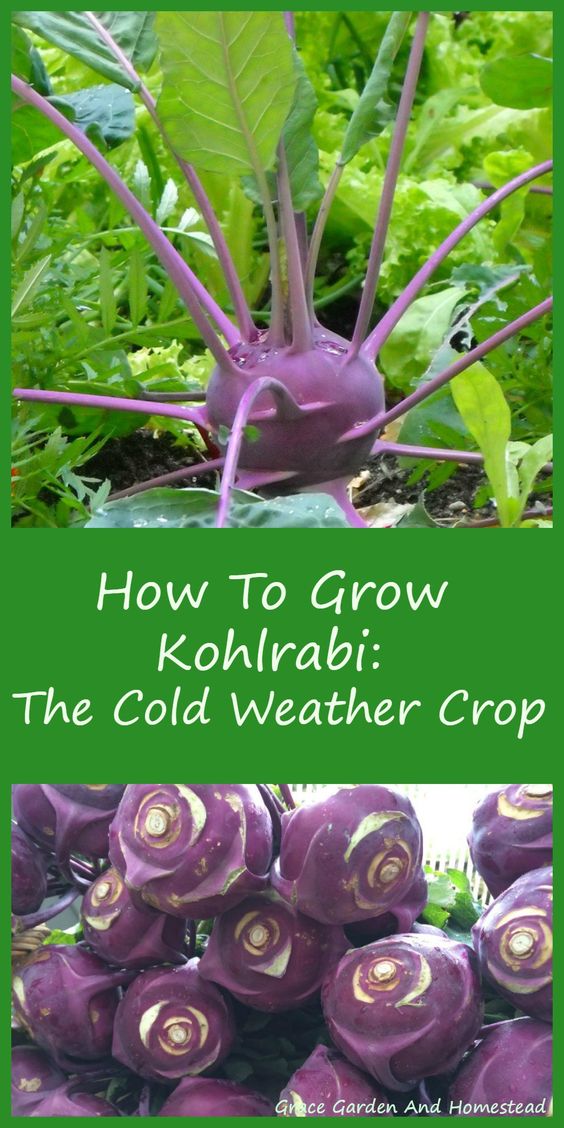 Tips for Growing Kohlrabi, Kohlrabi Plant, Kohlrabi Seeds Everything