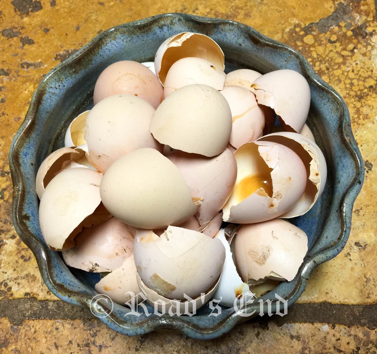 Road's End Papillons : Adding Raw Eggs to Dog Food