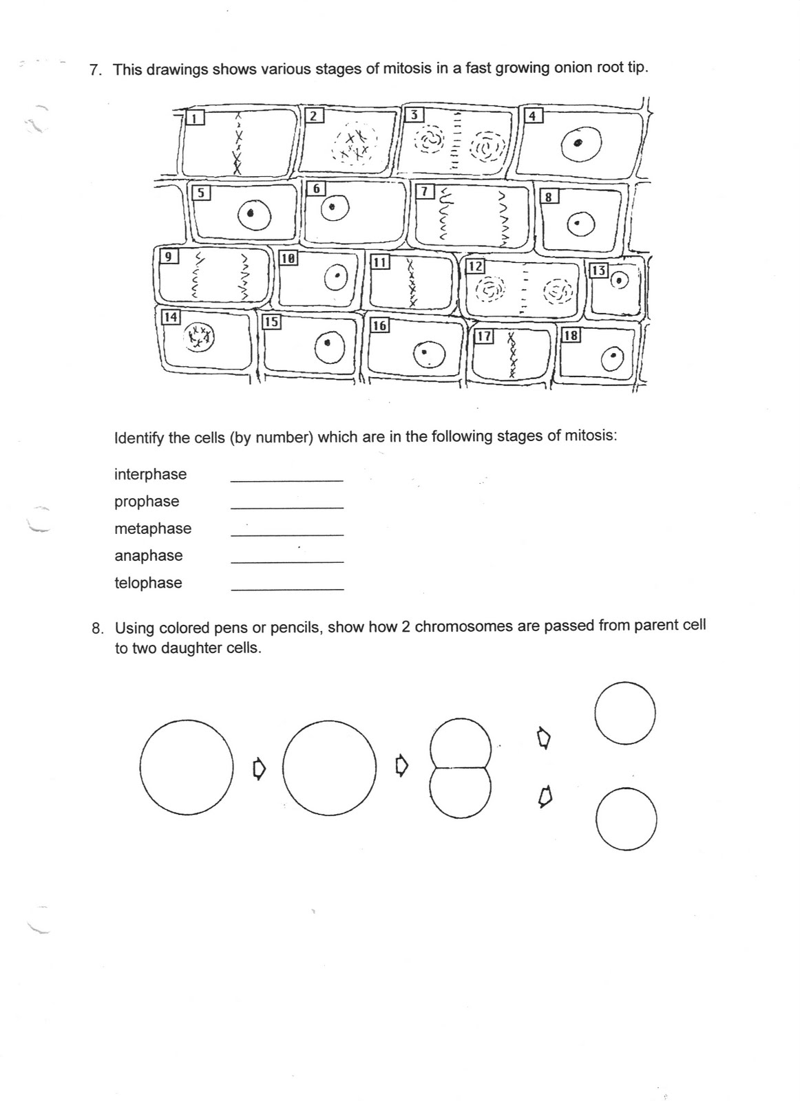 Copy Of Mitosis And Meiosis Review - Lessons - Blendspace Within Onion Cell Mitosis Worksheet Answers