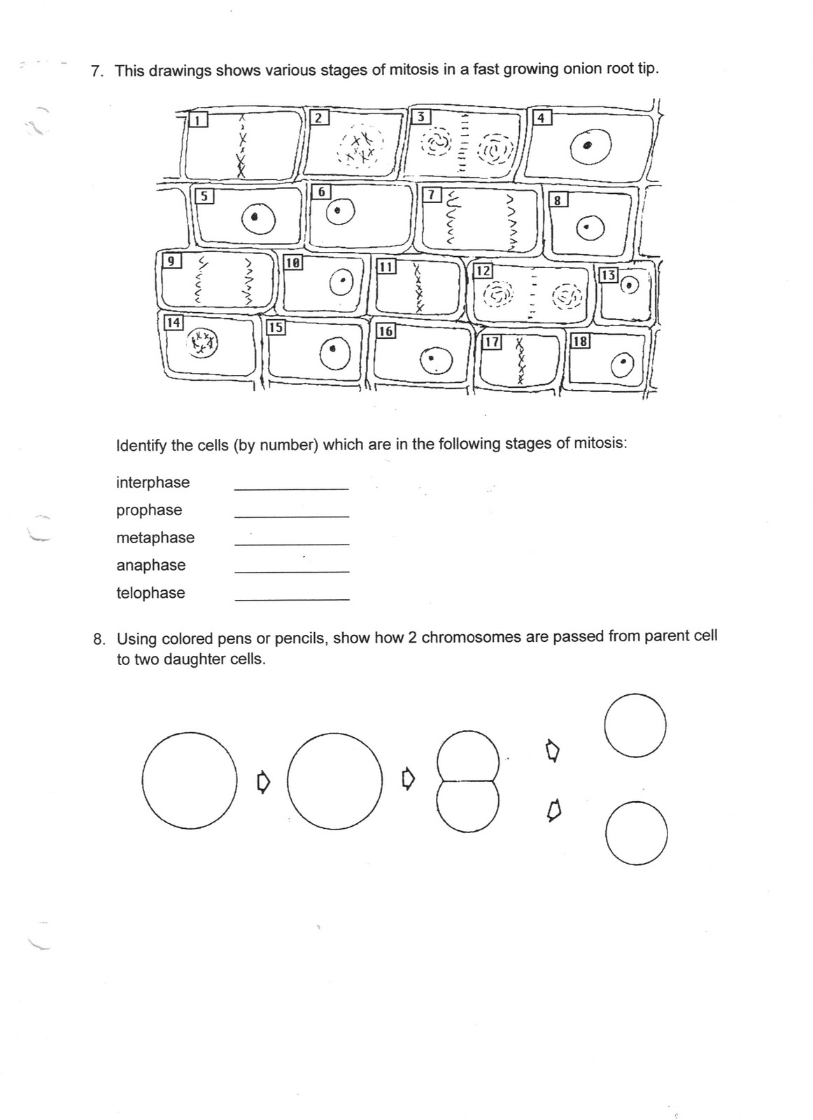 Ms. Friedman's Biology Class: Mitosis Worksheet