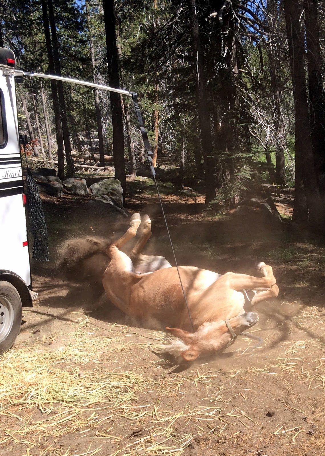 How To Go Horse Camping Where to Keep Your Horse DIY Horse Ownership