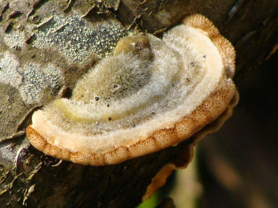 Trametes hirsuta DSC32220