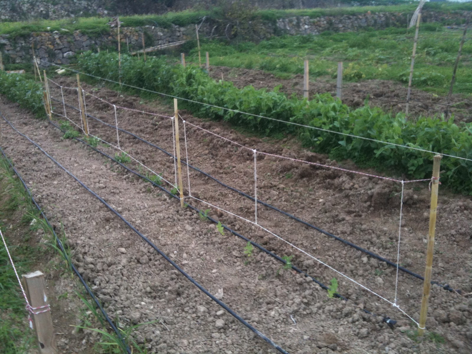 MY HUERTO URBANO: GUISANTES