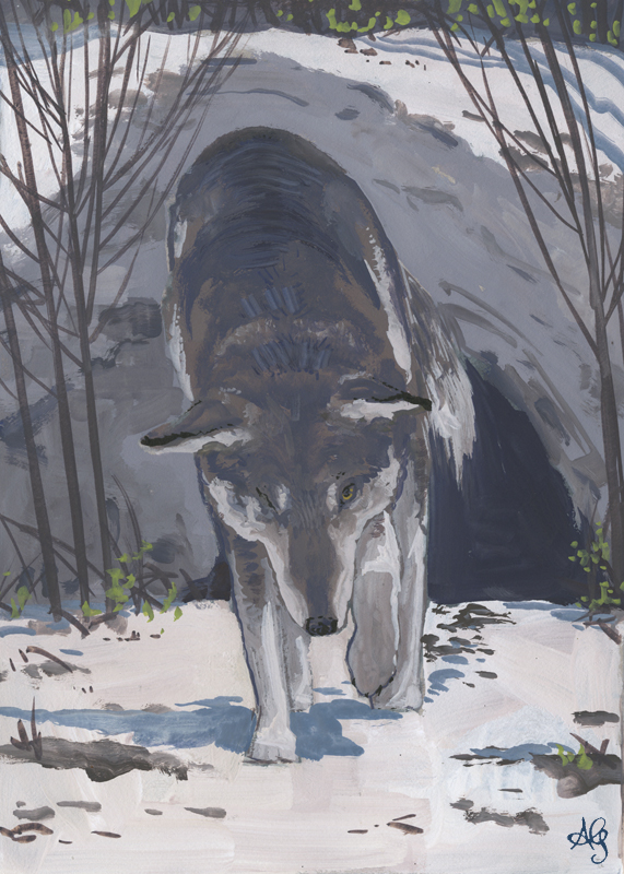 Белый клык картины