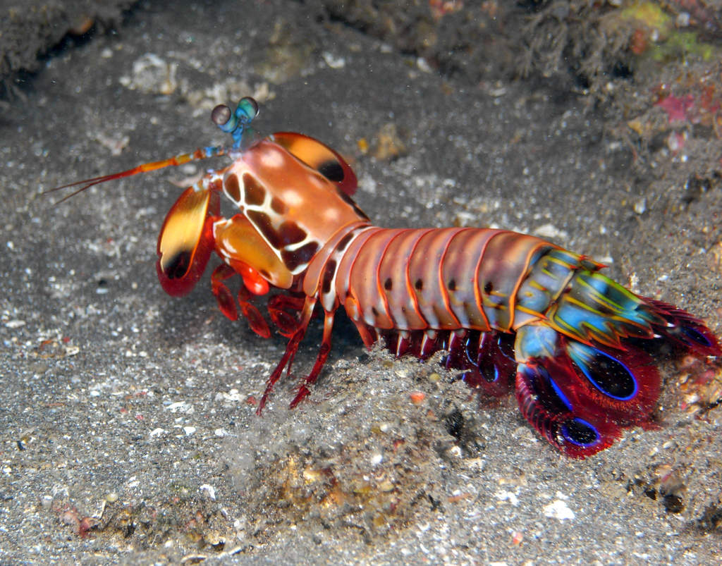 Memory Record of Mantis shrimp Picture Picture Record