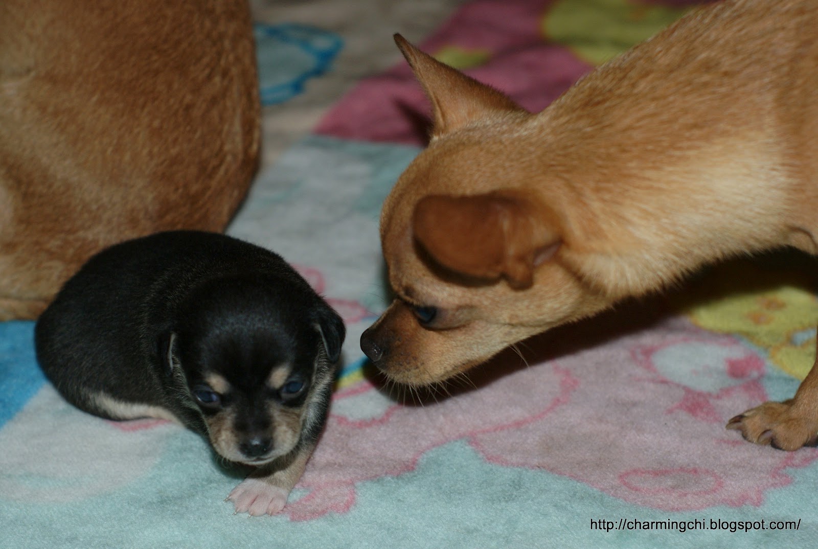 The Charming chi: Wordless Wednesday: Chihuahua puppy pics and a Bonus ...
