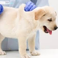 Manfaat dan Jenis-Jenis Vaksin di PDX PET SHOP