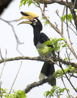 Oriental Pied-Hornbills
