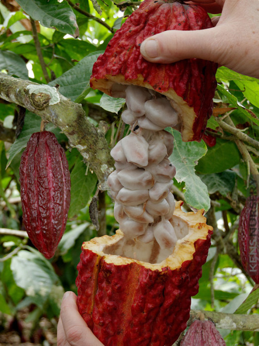 Different Tips about How to Grow Cacao, Make Your Own Chocolate