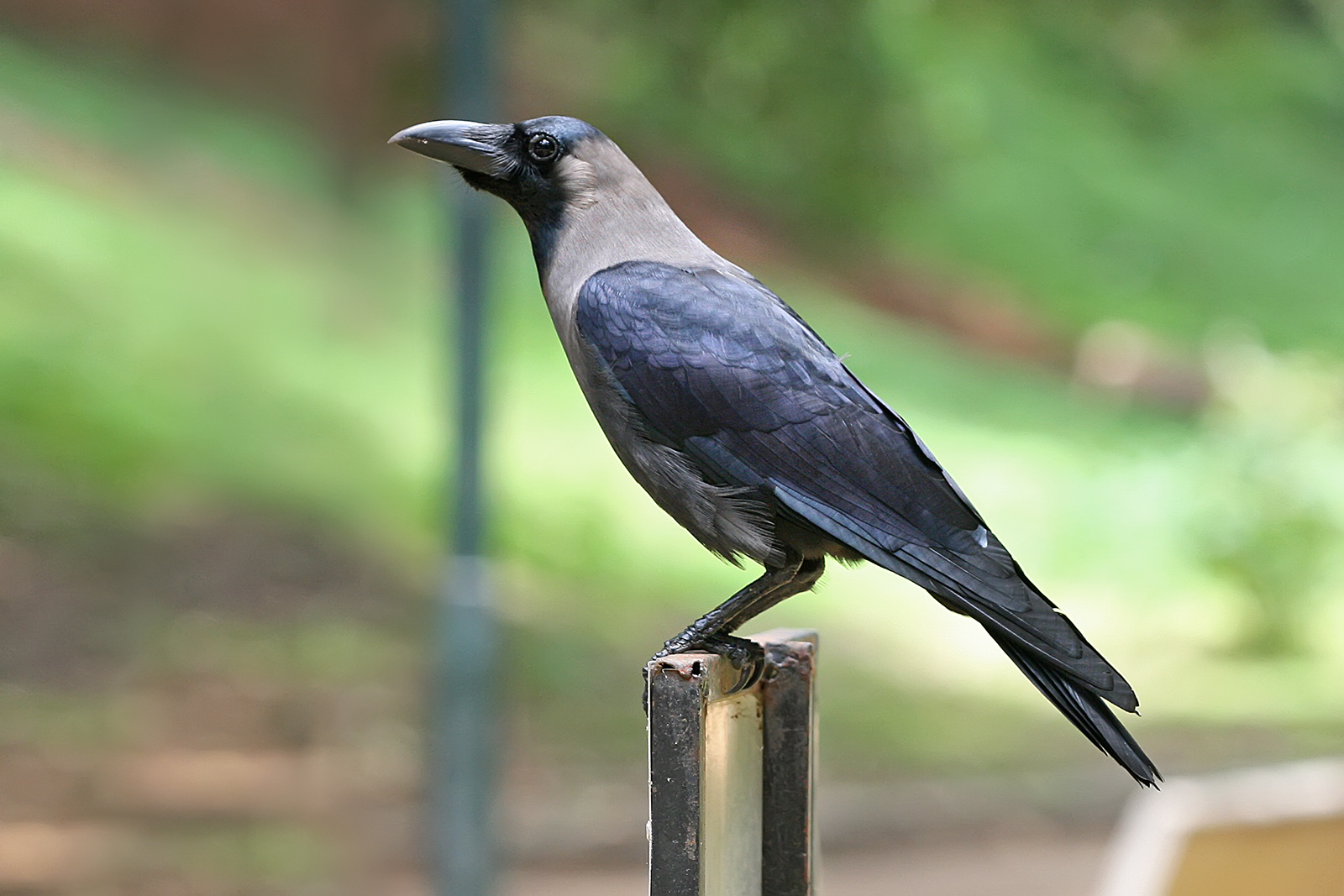 Crow crow