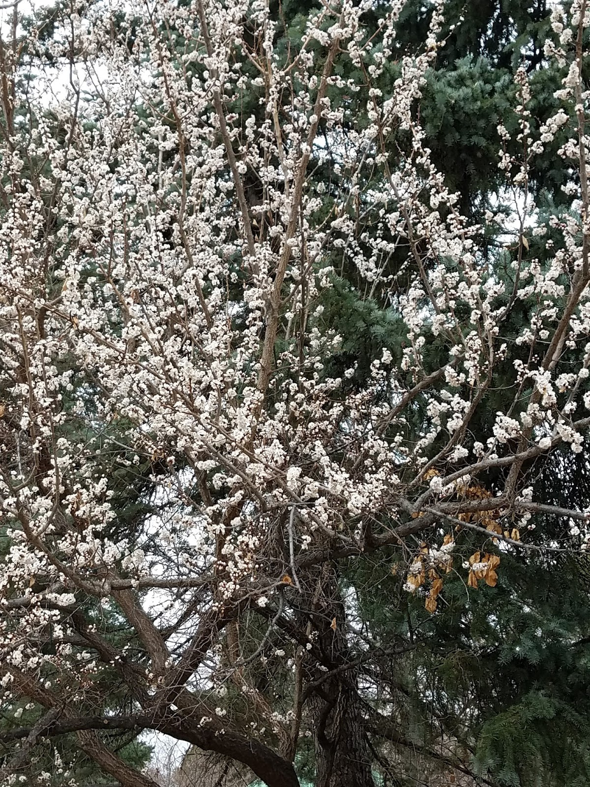 Front Range Food Gardener Fruit tree bloom could be early?