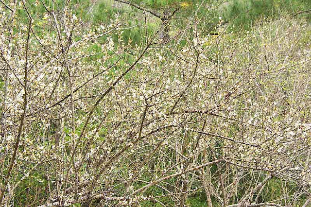 branches, trees, flowers