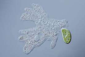 Deskripsi Dan Contoh Protista Mirip Hewan Protozoa Sub Bab