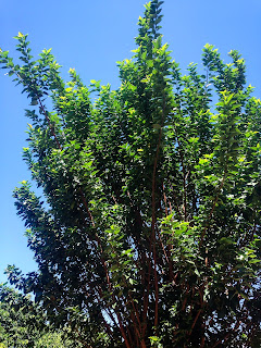 Green Shade Tree In The Sunny Day North Bali Indonesia